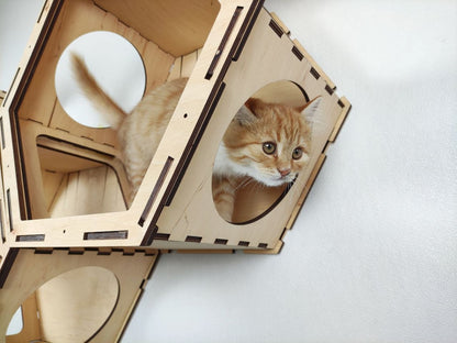 Cat climbing wall setup for active and adventurous kittens