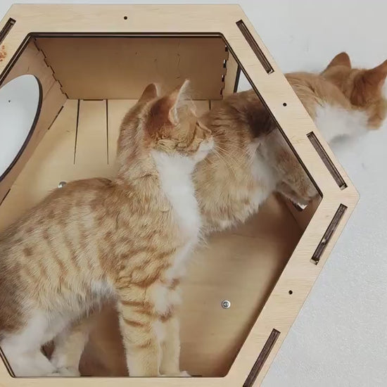 Customizable cat climbing wall for multi-cat households