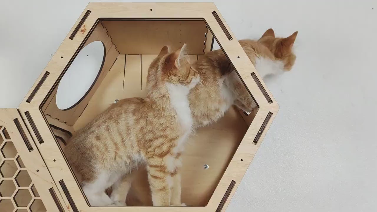 Customizable cat climbing wall for multi-cat households